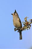 Black-crested Titmouse